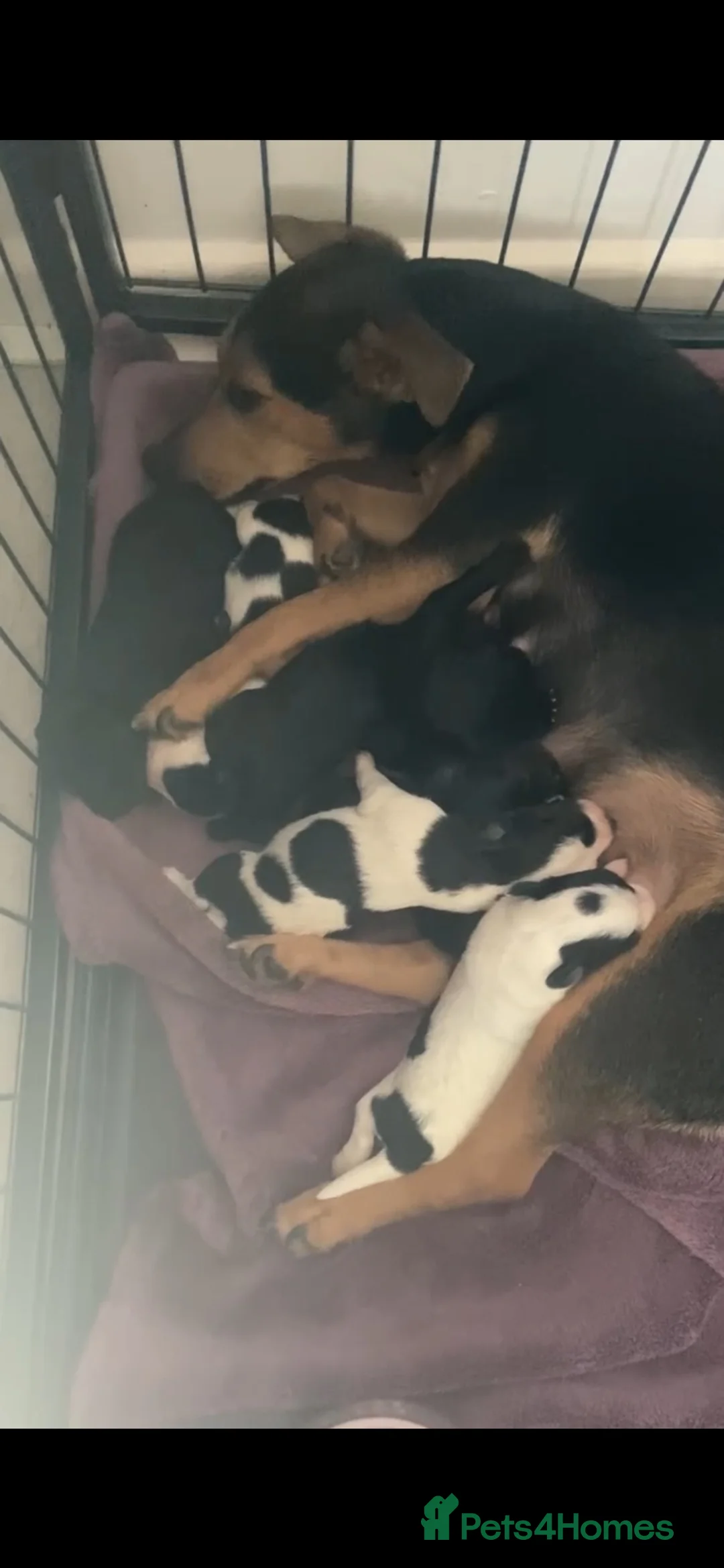 Jackapoo dogs for sale: Jackpoo puppies  - Advert 1