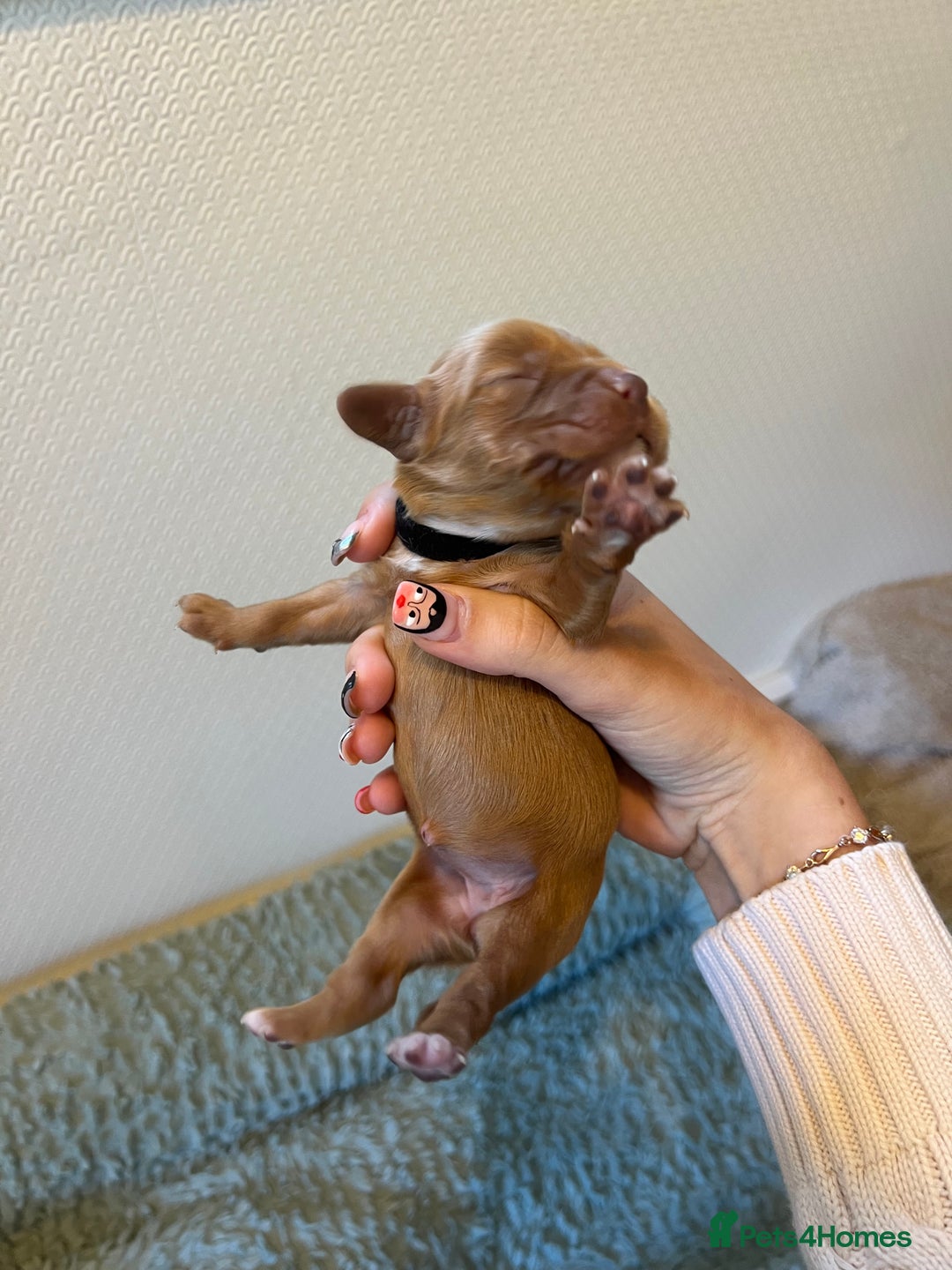 Cocker Spaniel dogs for sale: 🐶Cocker Spaniel Pups Looking for Forever Family🐶 - Image 31