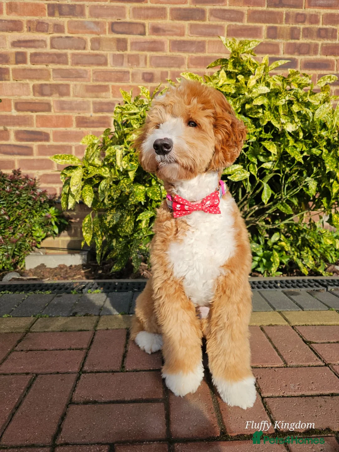 Mixed Breed dogs for sale: Australian Double Doodles Coming Soon - Advert 8