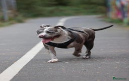 Alapaha Blue Blood Bulldog dogs for sale: Blue Merle with one blue and one green eye Female - Advert 15