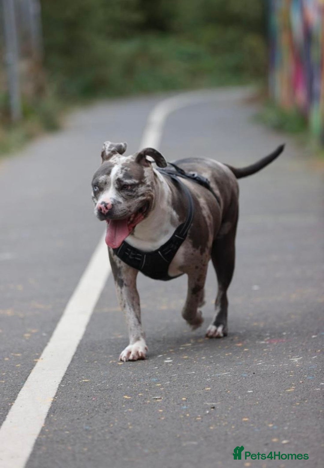 Alapaha Blue Blood Bulldog dogs for sale: Blue Merle with one blue and one green eye Female - Advert 15
