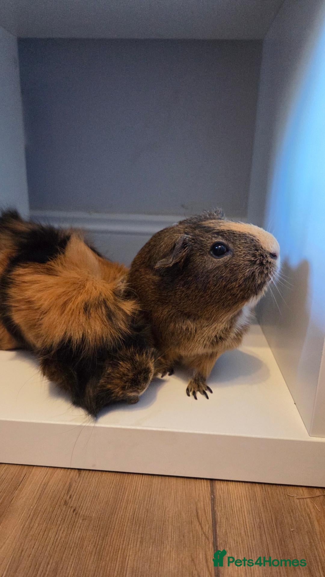 Guinea Pig rodents 2x Guinea pigs  - Advert 2