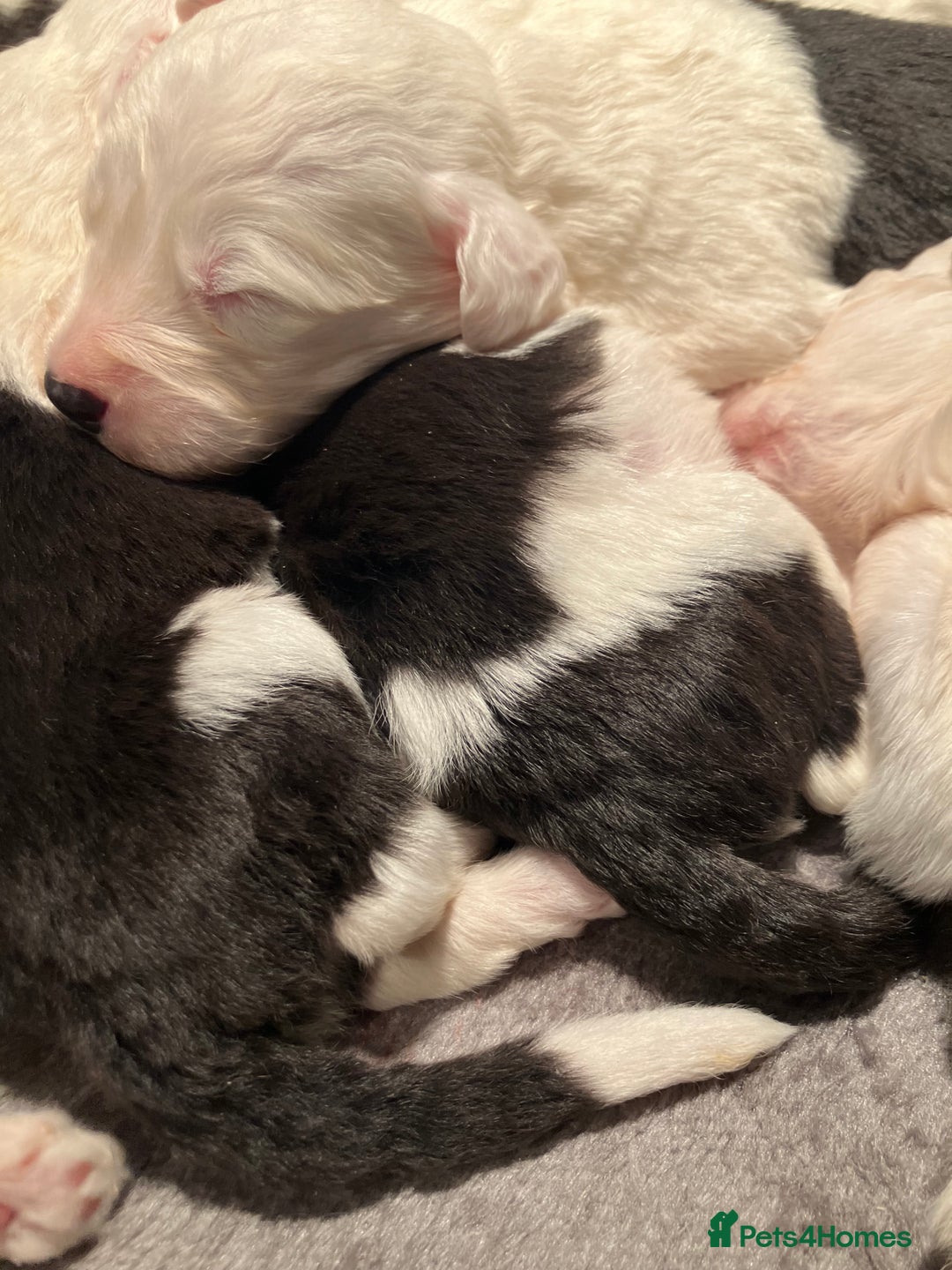 Old English Sheepdog dogs for sale: HEALTH TESTED OLD ENGLISH SHEEPDOG PUPPIES  - Advert 10