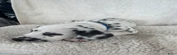 Dalmatian dogs for sale: Dalmatian Puppies  - Advert 9