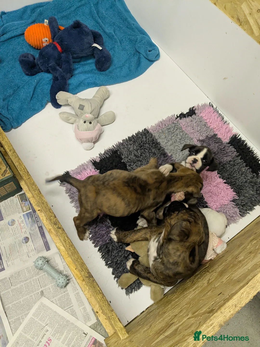 Boxer dogs for sale: Beautiful litter from KC registered mother - Advert 2