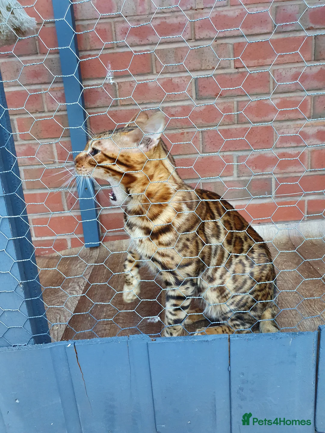 Bengal cats for stud: Stunning Male Bengal Stud 🌟TICA REGISTERED🌟 in Wolverhampton - Advert 12