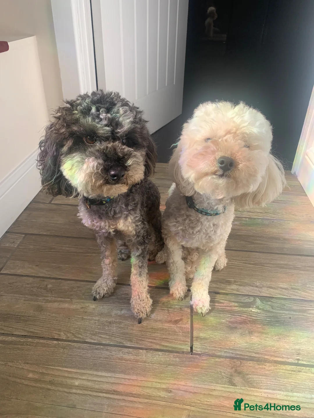 Toy Poodle dogs for sale:   Two Male Toy Poodles (6 & 4) Loving Home Needed  - Advert 2