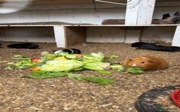 Guinea Pig rodents for sale: Beautiful Baby Guinea Pigs🐹 - Image 2