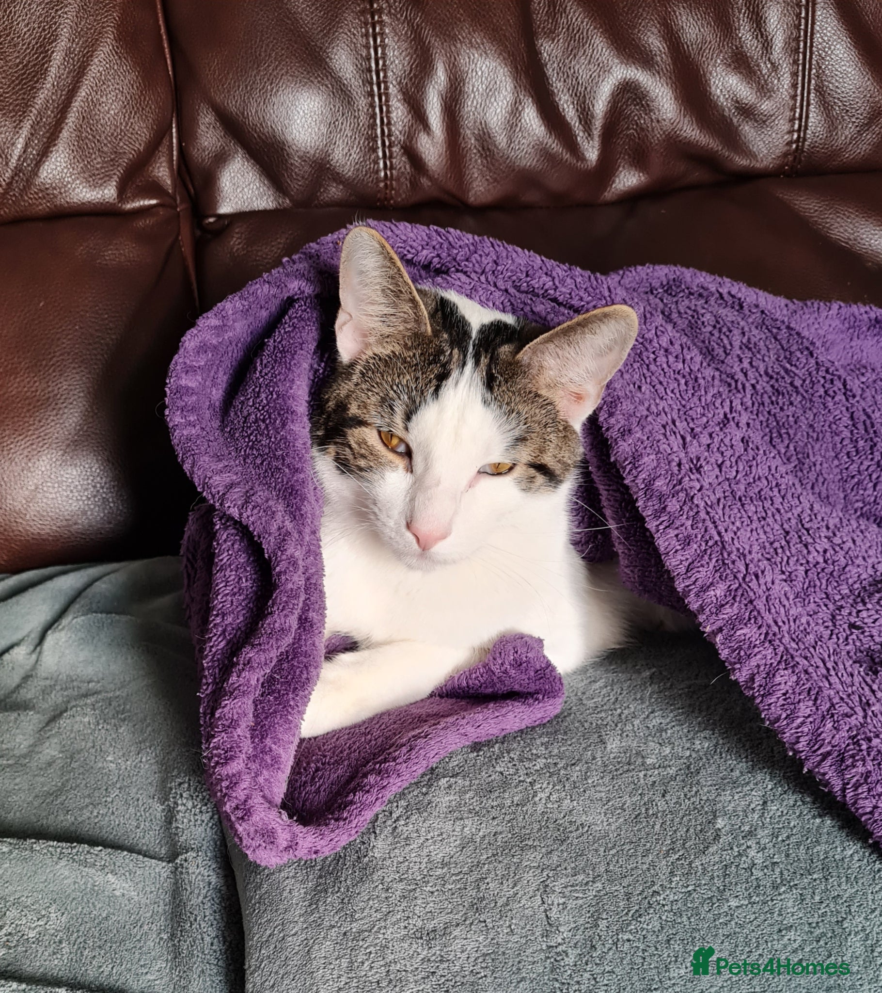 Mixed Breed cats Chappie 6yrs  - Advert 1