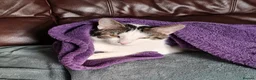 Mixed Breed cats for sale: Chappie 6yrs  - Advert 9