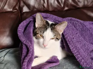 Mixed Breed cats Chappie 6yrs - Advert 3