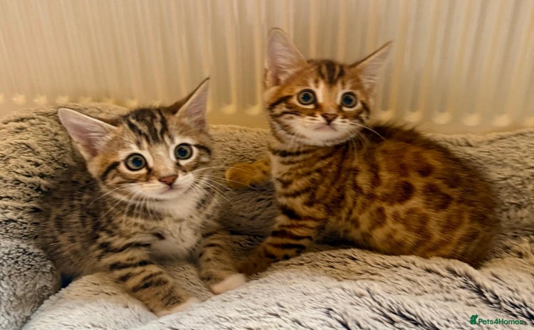 Bengal cats - Advert 9