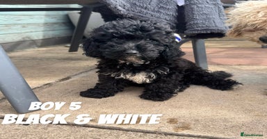 Toy Poodle dogs - Advert 10