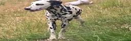 Dalmatian dogs for sale: Handsome Dalmations - Advert 2