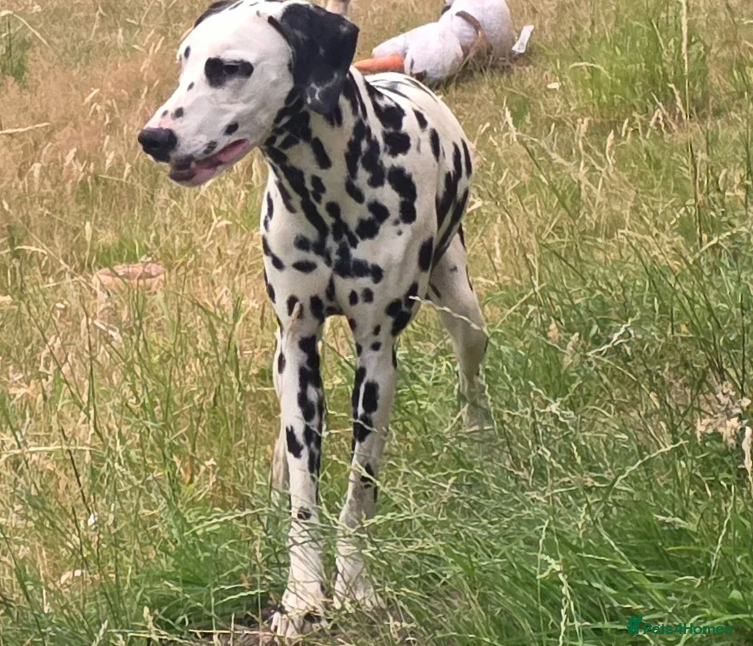 Dalmatian dogs for sale: Handsome Dalmations - Advert 2