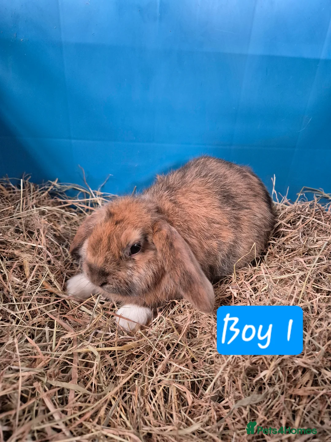 Mini Lop rabbits for sale: Baby Bunnies looking for new homes - Advert 5