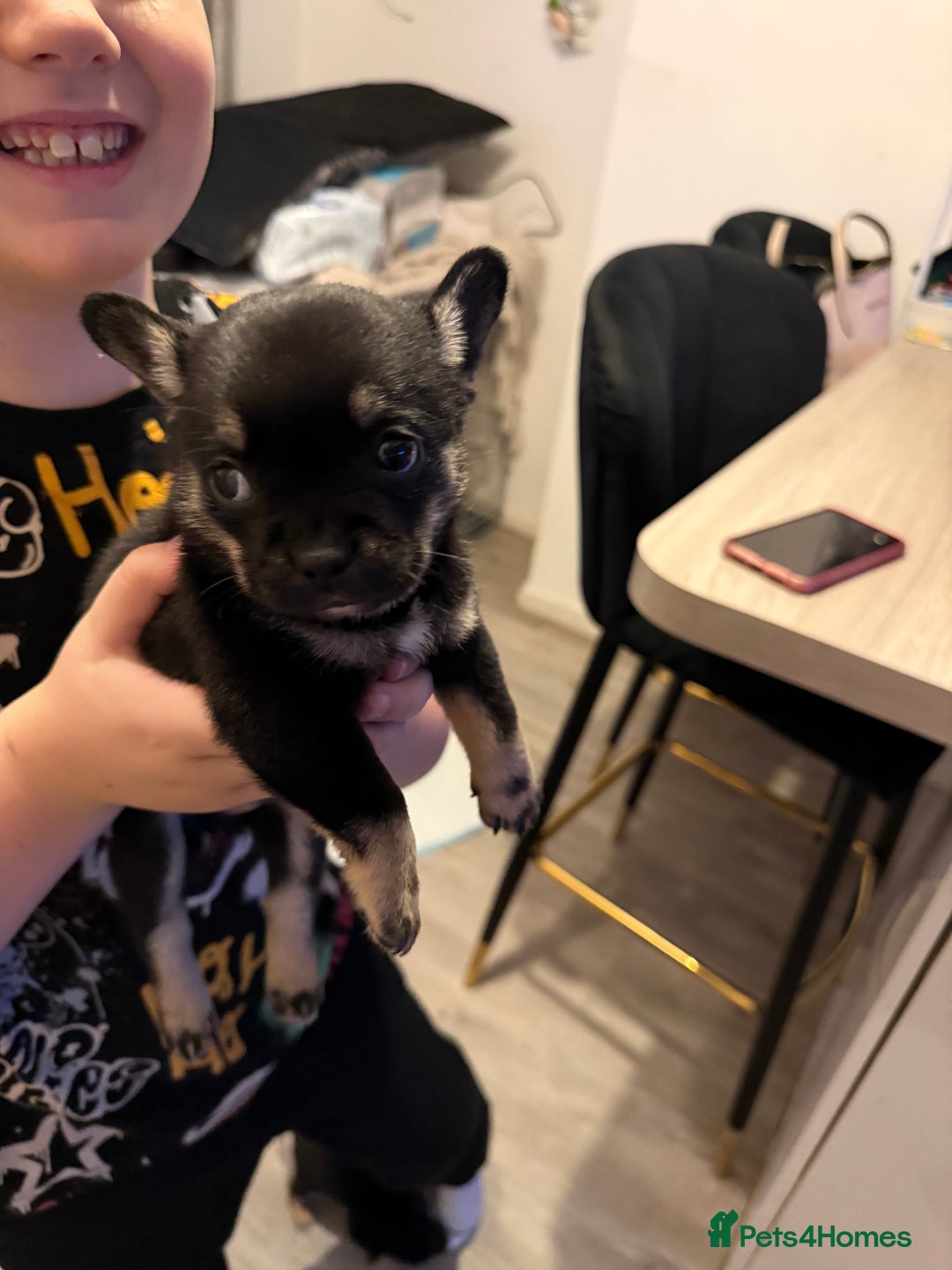 Mixed Breed dogs for sale: French Pom puppies  - Advert 3