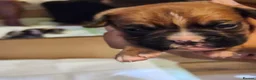 Boxer dogs for sale: Bobtail K C reg - Advert 17