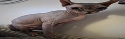 Sphynx cats for sale: 4 Female Sphynx Kittens - Advert 1