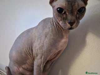 Sphynx cats for sale: 4 Female Sphynx Kittens - Advert 1