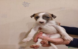 Whippet dogs for sale: Beautiful KC Reg Whippet Puppies - Advert 40