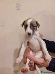 Whippet Puppy 9