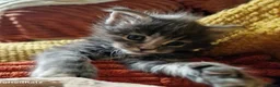 Maine Coon cats for sale: ORPHANED Maine Coon BABY GIRL Bluebell - Advert 1