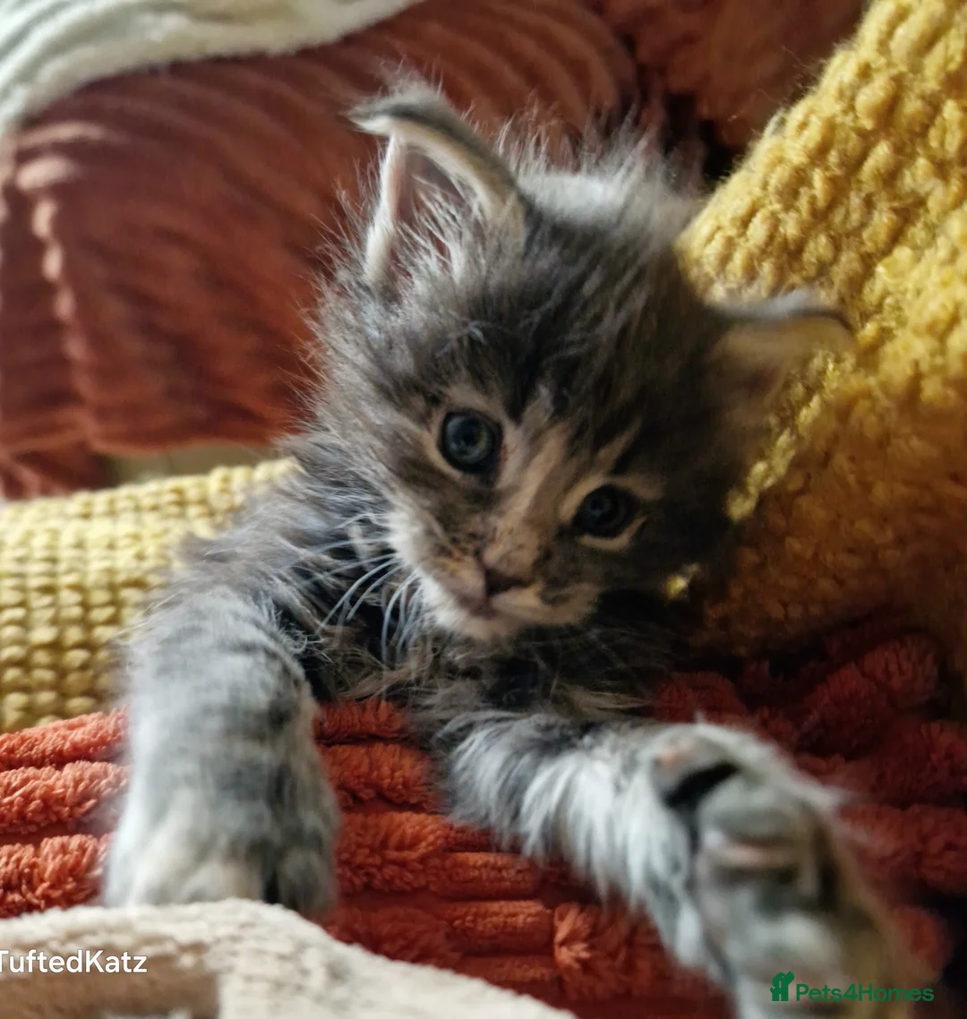 Maine Coon cats for sale: ORPHANED Maine Coon BABY GIRL Bluebell - Advert 1