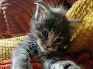 Maine Coon cats ORPHANED Maine Coon BABY GIRL Bluebell - Advert 12