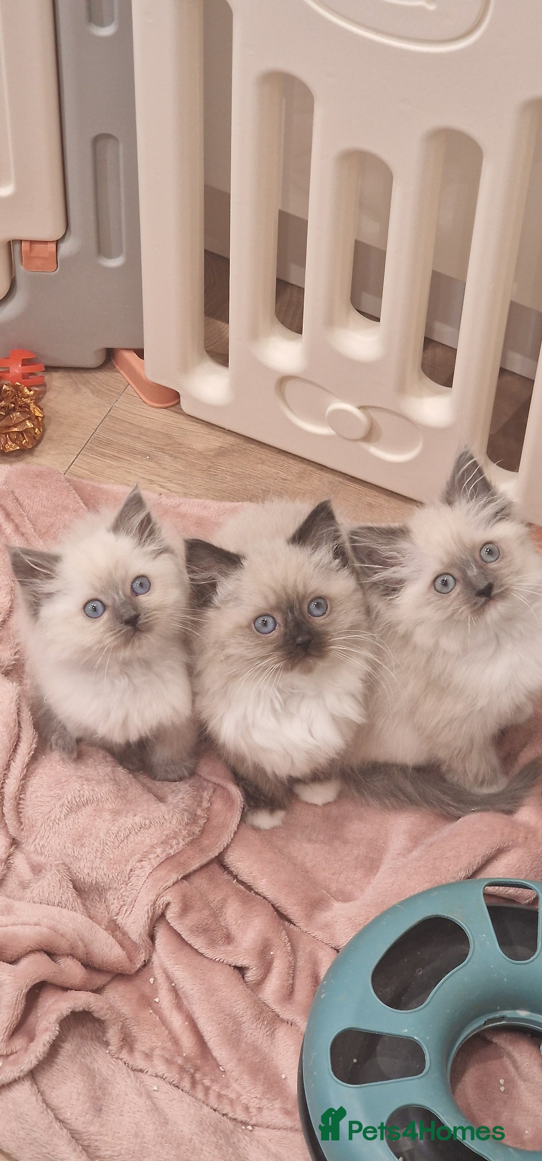 Ragdoll cats for sale: Ragdoll kittens ready now - Advert 10