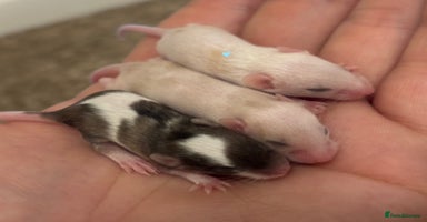 Mouse rodents - Advert 8