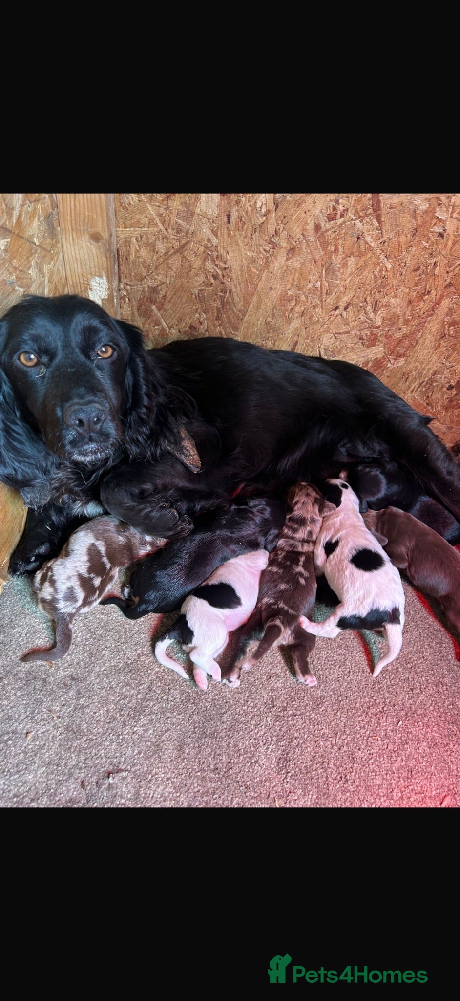 Cocker Spaniel dogs Cocker spaniel puppies - Advert 3