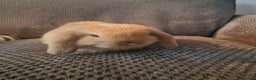 Mini Lop rabbits for sale: Baby mini lop bunnies 🐰  - Advert 4