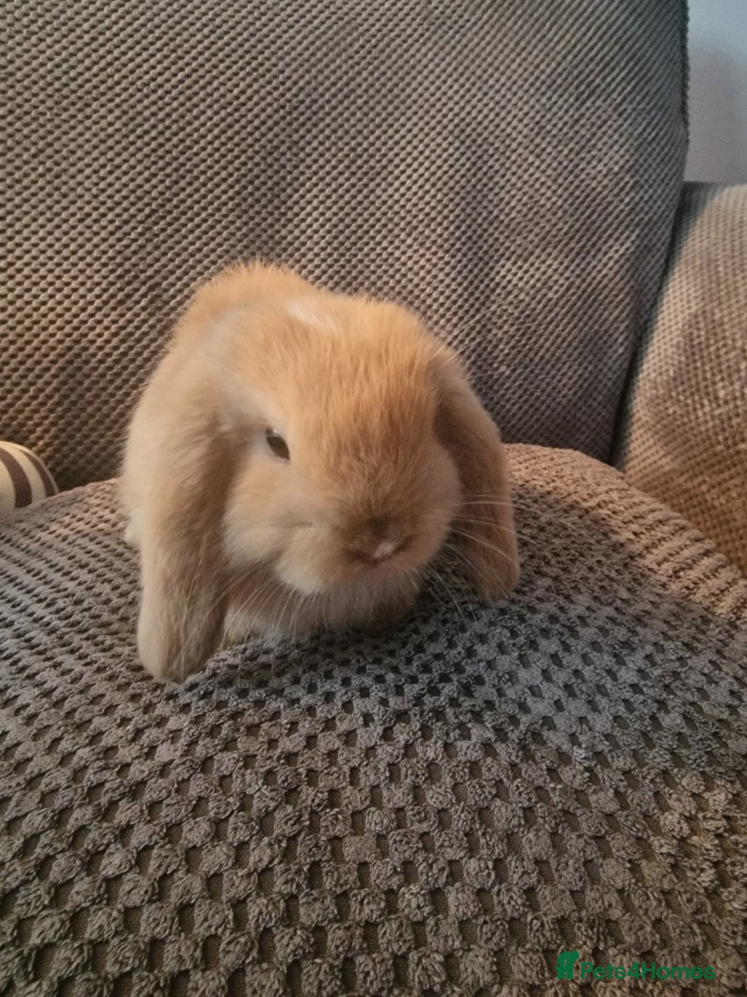 Mini Lop rabbits for sale: Baby mini lop bunnies 🐰  - Advert 4