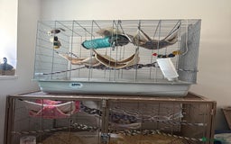 Rat rodents for sale: 4 Male Rats with cages  - Image 9