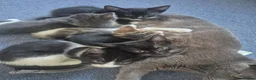 Mixed Breed cats for sale: Gorgeous kittens for sale - Advert 2