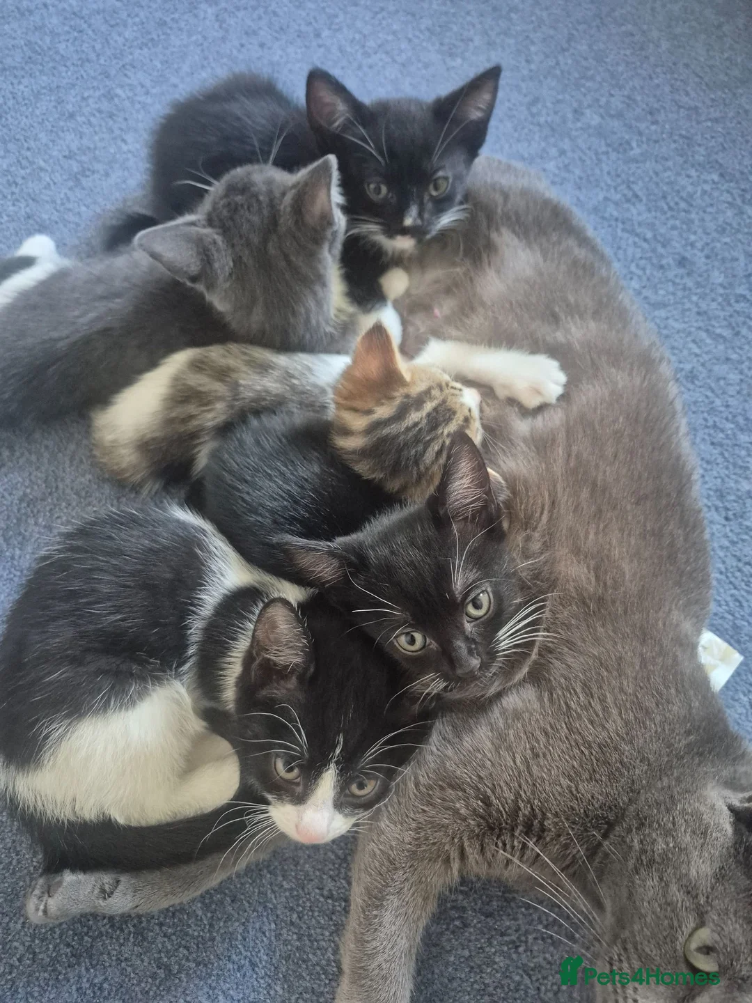 Mixed Breed cats for sale: Gorgeous kittens for sale - Advert 2