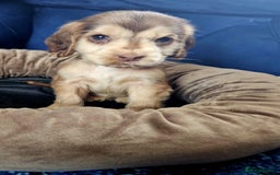 Cocker Spaniel dogs for sale: Show type cocker spaniel puppies  - Image 6