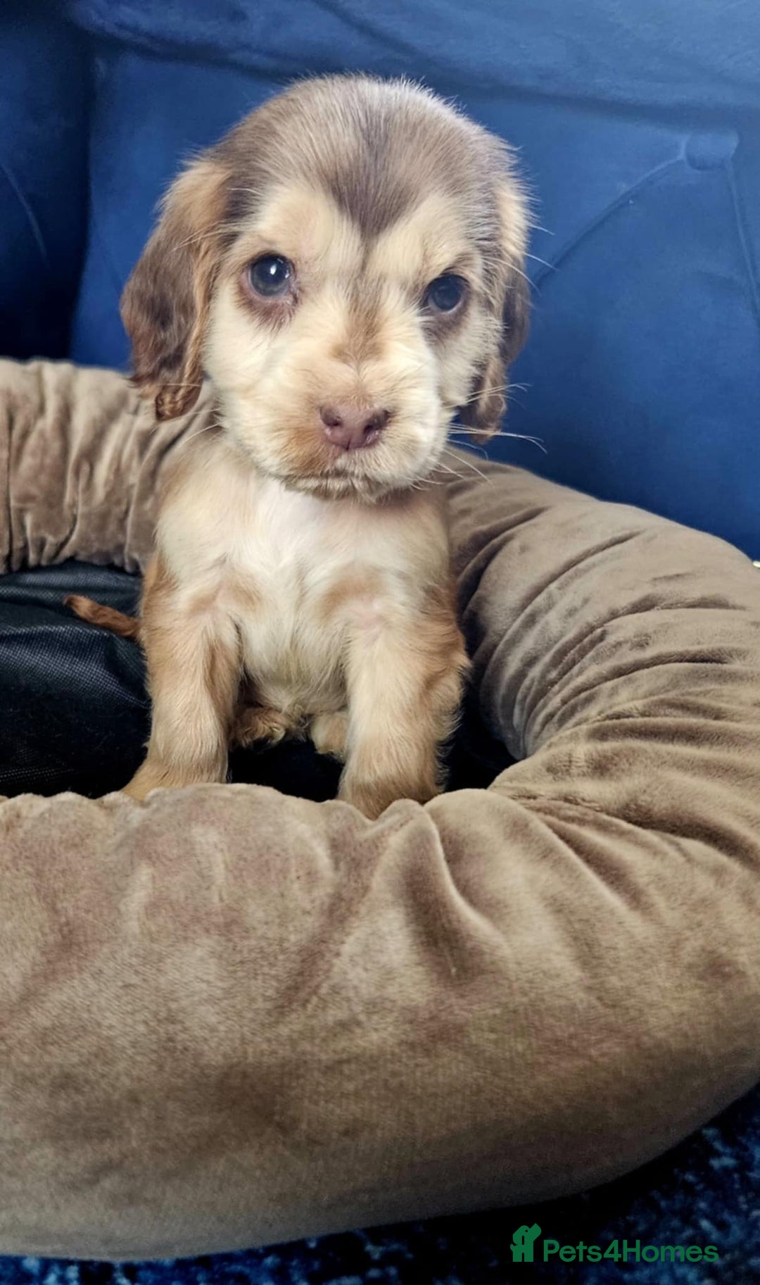 Cocker Spaniel dogs for sale: Show type cocker spaniel puppies  - Image 6