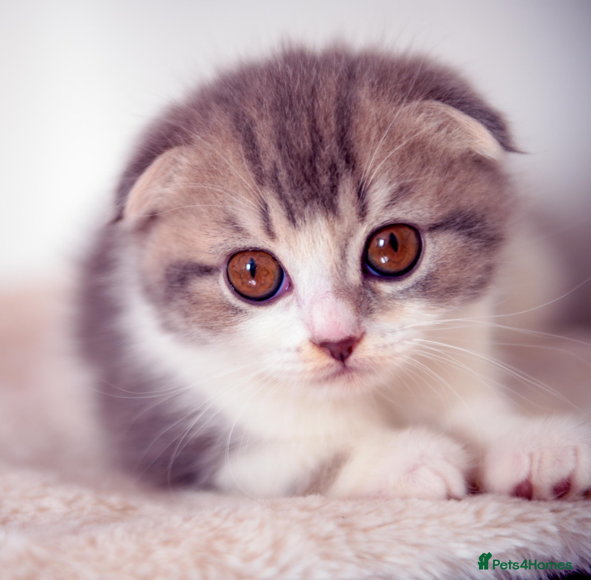 Scottish Fold cats Adorable Scottish Fold  Baby Girl - Advert 1