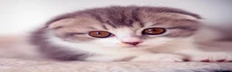 Scottish Fold cats for sale: Adorable Scottish Fold  Baby Girl - Advert 1