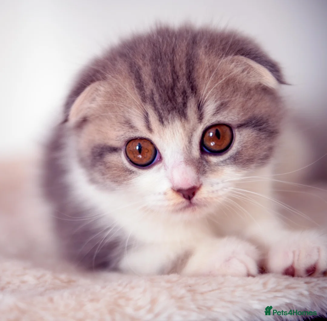 Scottish Fold cats for sale: Adorable Scottish Fold  Baby Girl - Advert 1