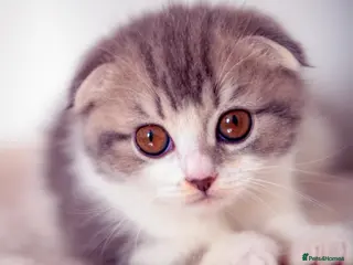 Scottish Fold cats Adorable Scottish Fold Baby Girl - Advert 1