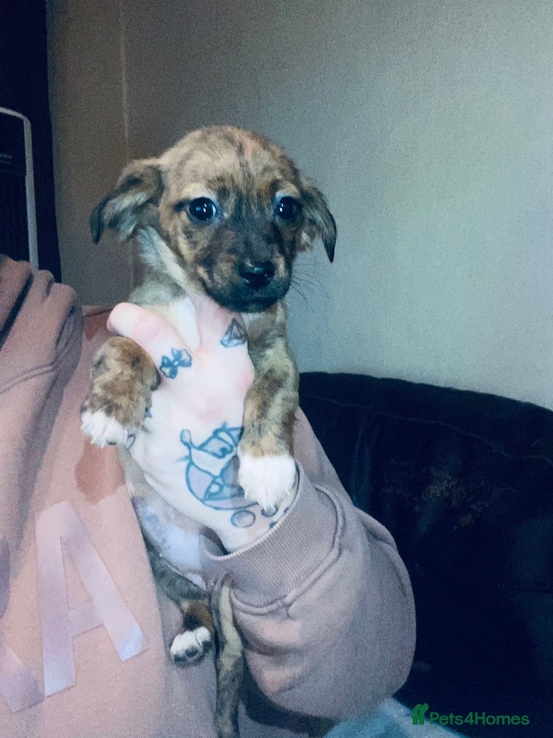 Mixed Breed dogs for sale: Beautiful puppies - Advert 12