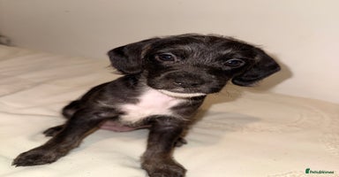 Mixed Breed dogs - Advert 8