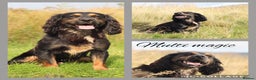 Cocker Spaniel dogs for stud: Outstanding kc Cocker spaniel at stud in Lancaster - Advert 1