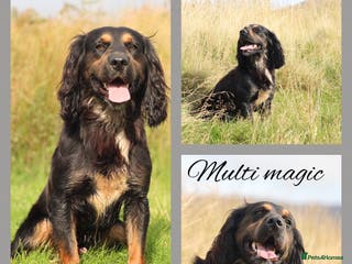 Cocker Spaniel dogs Outstanding kc Cocker spaniel at stud in Lancaster - Advert 5