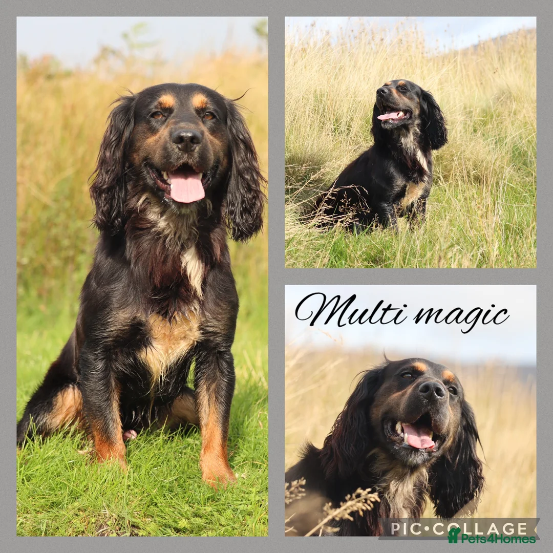 Cocker Spaniel dogs for stud: Outstanding kc Cocker spaniel at stud in Lancaster - Advert 1