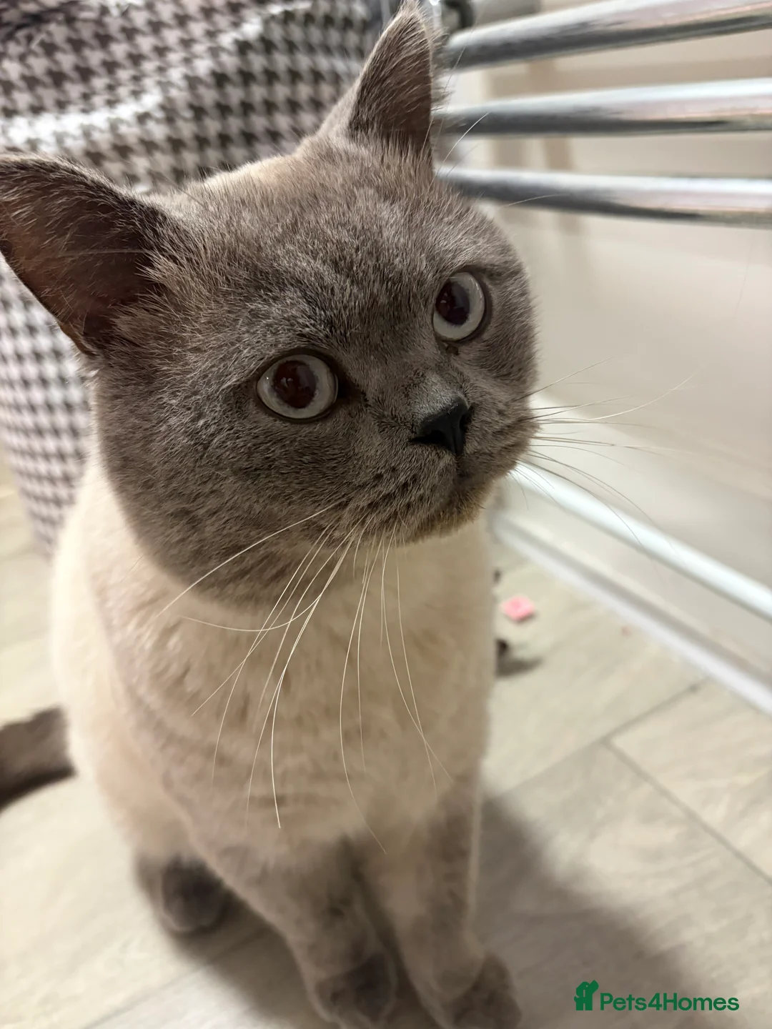 British Shorthair cats for sale: 2 year old British short haired cat - Advert 5