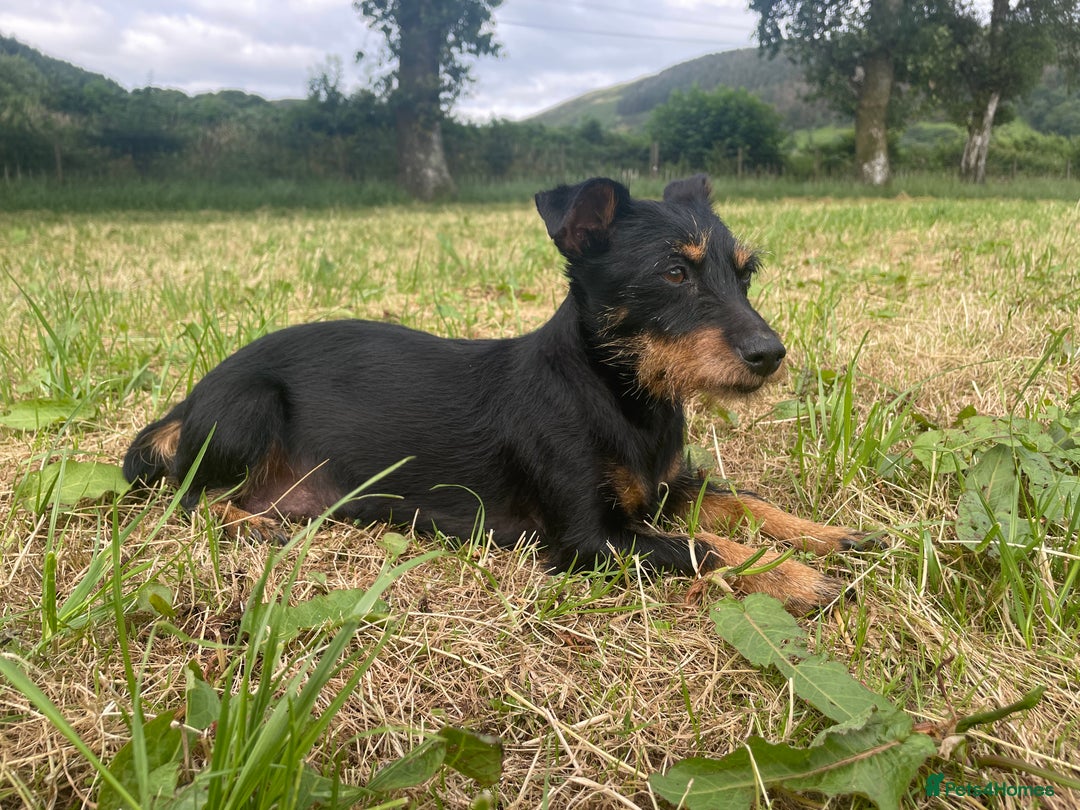 Jack Russell dogs for sale: Black & Tan Jack Russells (small strain) - Image 3